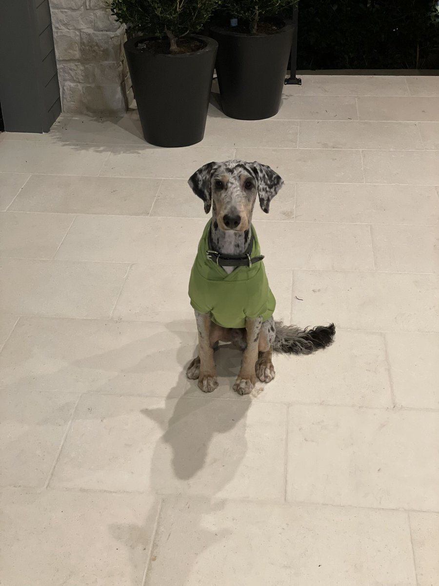 jalenramsey's tweet photo. Y’all pray for my dog. Ain’t nothing wrong with him, he just ugly 😂
LG got his first bad haircut since the groomer don’t listen to instructions, so now he rockin the hoodie lol… he don’t even look like the same dog anymore. This ain’t no bernadoodle look smh. Still love him tho https://t.co/NI8Sx1ppVS