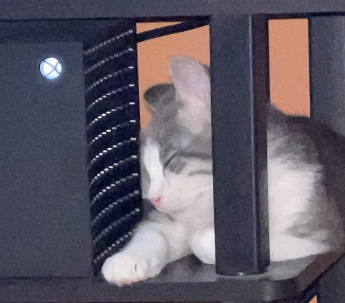 $500 well spent for the Xbox Series X cat heater.