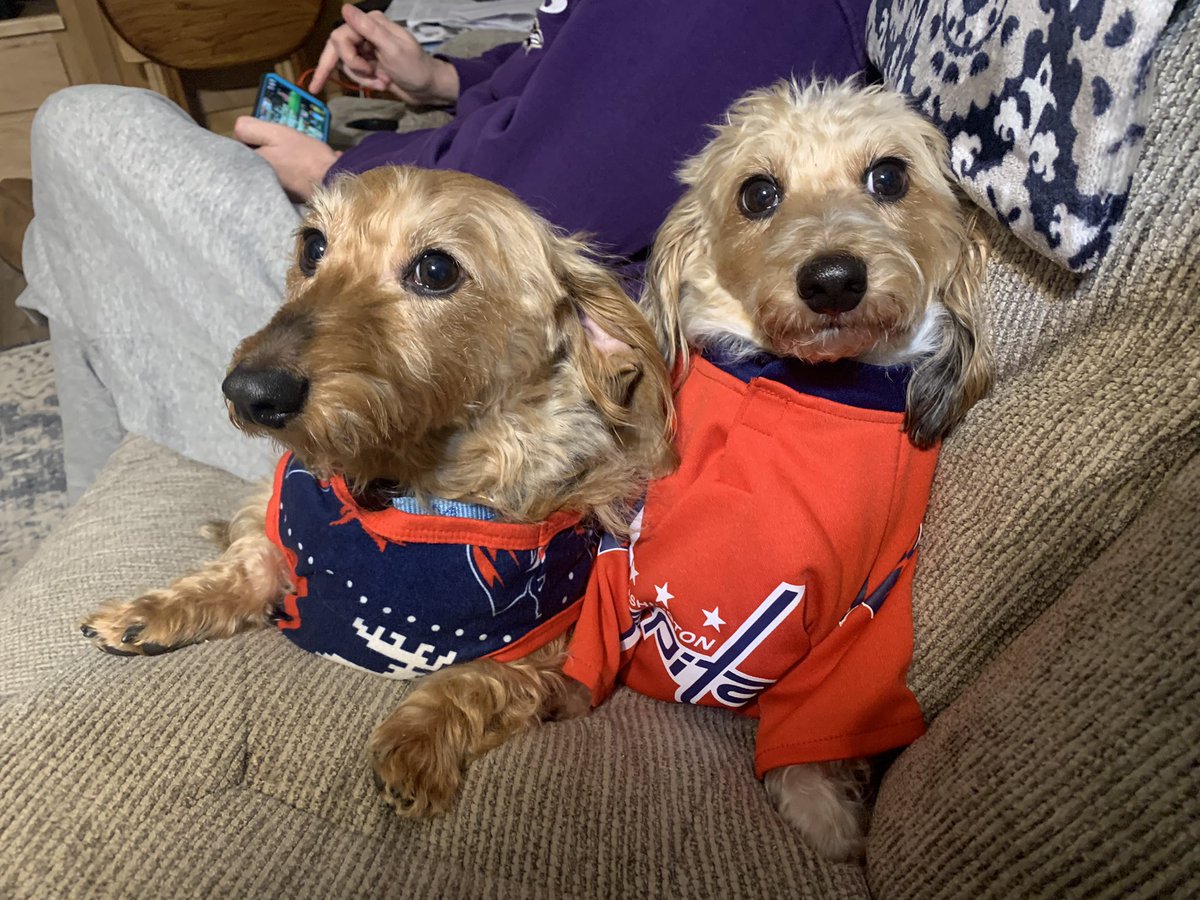 rashelle_wilcox's tweet photo. Well… that was a fun game 😬😬… on a happy note, here are my precious parents wiener dogs in their @Capitals attire I got them! 🤣 This pained my dad deeply as a @StLouisBlues fan but he allowed it. @OvietheBulldog @CapsPup #ALLCAPS #CapsPets https://t.co/DXpPddR10Z