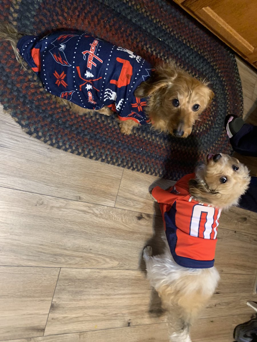 rashelle_wilcox's tweet photo. Well… that was a fun game 😬😬… on a happy note, here are my precious parents wiener dogs in their @Capitals attire I got them! 🤣 This pained my dad deeply as a @StLouisBlues fan but he allowed it. @OvietheBulldog @CapsPup #ALLCAPS #CapsPets https://t.co/DXpPddR10Z