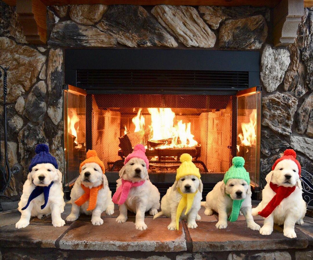 GoldretrieverUS's tweet photo. These puppers are in pupcaps &amp; scarves. Holiday ready and adorably cute. They will make Santa beam🎄🧑‍🎄

(McIntireMountainGoldens IG) #Christmas2021 #Dogs https://t.co/9nR7xM9n8J