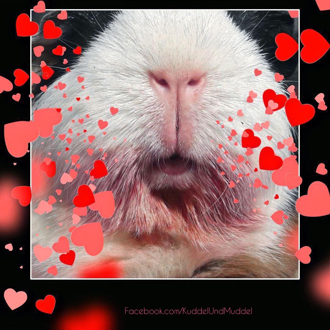 KuddelUndMuddel's tweet photo. Piggy Mom can't get enough of Apollo's cute #piggynose especially when he finished a 'colorful' meal 🙂
#cobayas #cuycuy
#meerschweinchen #cavy #cavies #cavylover #Wutzen #meeri #cavycuteness #guienapig #Schweinchenliebe #meerilove #モルモット #muig #cochondinde #swinkamorska https://t.co/qyF8x5sN5O