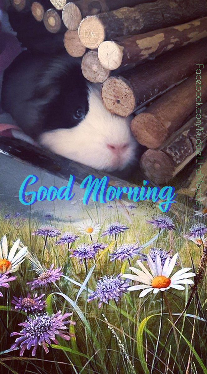 KuddelUndMuddel's tweet photo. Piggy Mom can't get enough of Apollo's cute #piggynose especially when he finished a 'colorful' meal 🙂
#cobayas #cuycuy
#meerschweinchen #cavy #cavies #cavylover #Wutzen #meeri #cavycuteness #guienapig #Schweinchenliebe #meerilove #モルモット #muig #cochondinde #swinkamorska https://t.co/qyF8x5sN5O