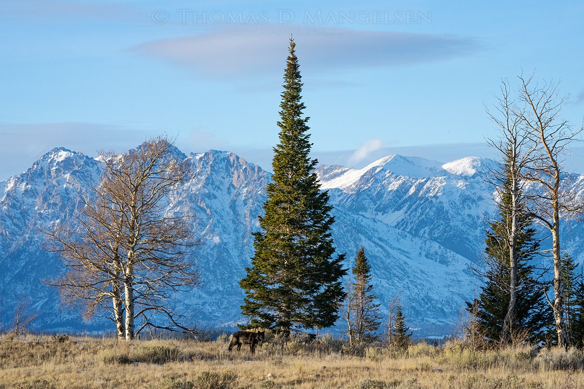 mangelsen's tweet image. As I've mentioned before, seeing a wolf is always a treat, but seeing one with a backdrop like this makes it even more special. The Tetons never disappoint. Happy Friday! Have a great weekend!