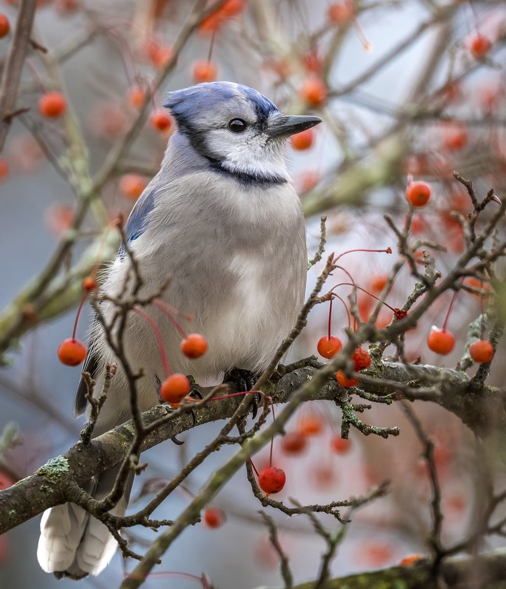 A Blue Jay chilling in a crabapple tree.