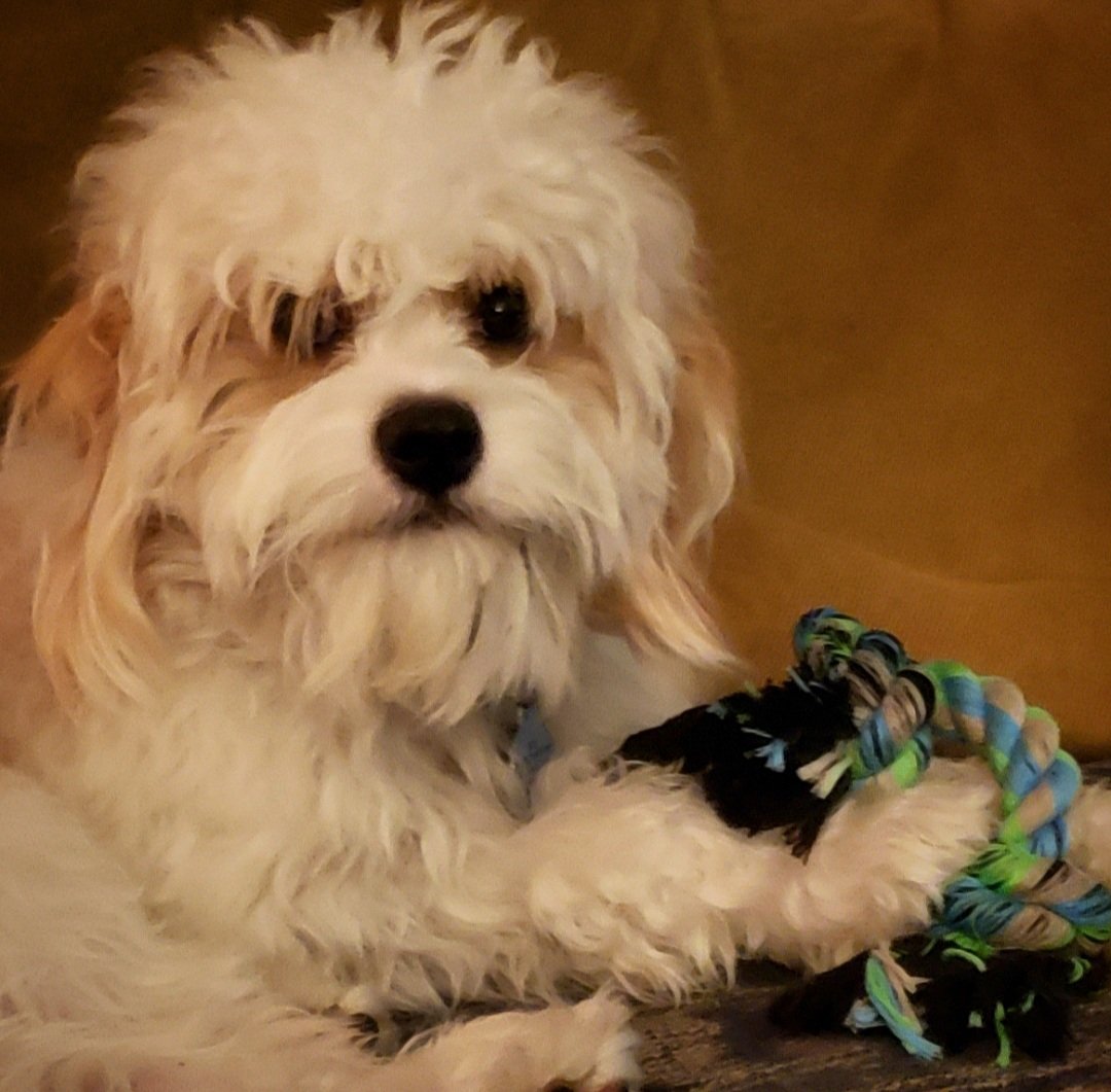 SWFLGardener's tweet image. What?  I&apos;m busy 🤨😁🥰
#newchew #dogtoy #cavachon #dog #dogsoftwitter #shaggydog