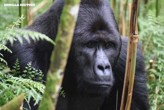 Silverback Grauer's gorilla, Mt. Tshiabirimu, Virunga National Park, DRC. © Gorilla Doctors December 2021