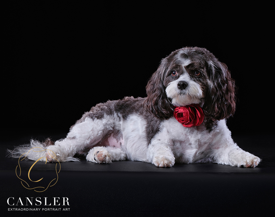 CanslerPhoto's tweet photo. Winter was such a little poser, sitting elegantly all by herself. Someone asked about how do you get the dogs to sit still? They DON'T, it is all about timing!!! 

Even it they are very good like Winter it only lasts a very precious few seconds. #petportraits #pets #petphotograph https://t.co/TKWgjSqdqg