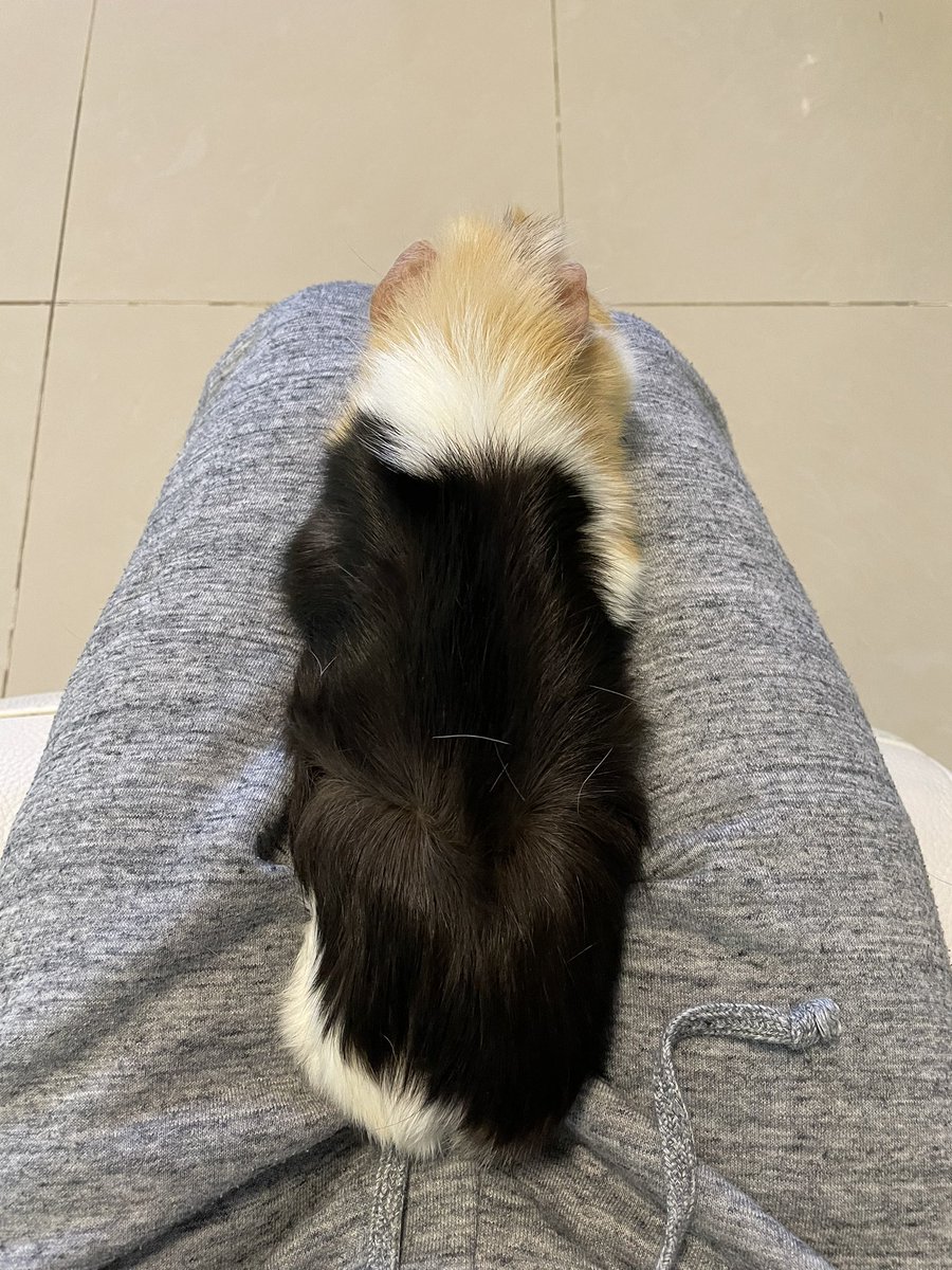 GuineaPig_Lemon's tweet photo. How long are your piggies?
#guineapig https://t.co/y8clXJpNrw
