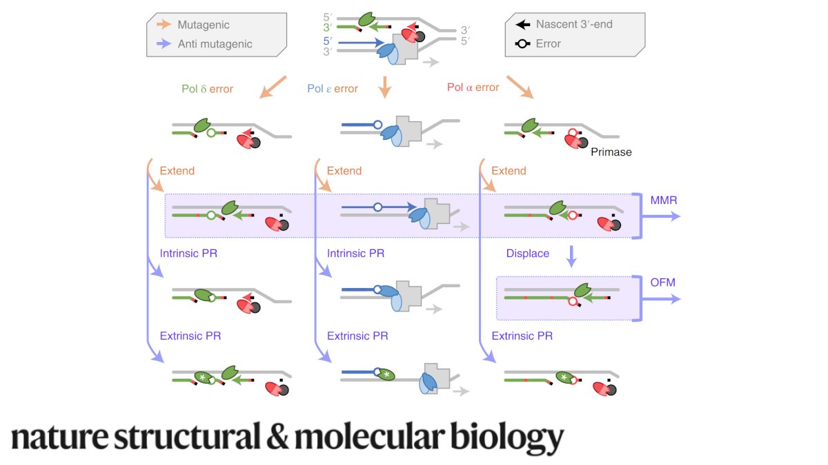 Zhou &amp; colleagues @NIEHS show that DNA polymerase δ extrinsically proofreads errors made by both Pol ε and itself, and that the symmetry of #replication fidelity is achieved by cooperative efforts of intrinsic &amp; extrinsic proofreading and #DNA MMR nature.com/articles/s4159…