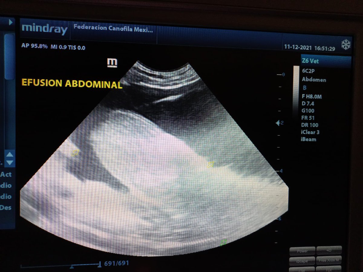 FundacionToby's tweet photo. (1)Berkeley necesita ayuda, estamos en una racha horrible, hoy dejó de comer, la llevamos al dr y tiene un tumor q le está reventando un órgano, no sabemos cuál por qué hay mucha sangre, vamos camino al hospital Lindavista VIP
NOS ESTAMOS ROMPIENDO EN PEDAZOS, TENEMOS MUCHO MIEDO https://t.co/15kvNyAYSD