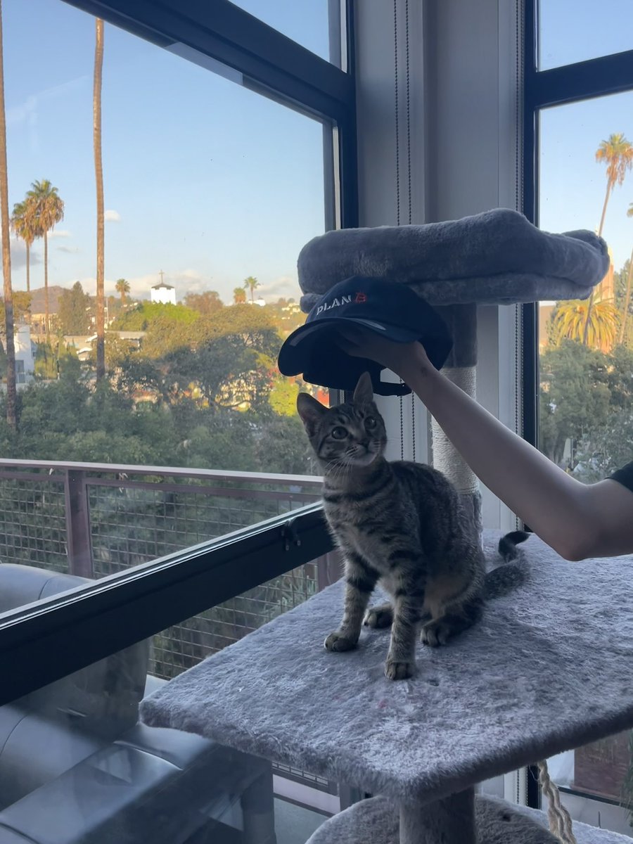 thinkinghedge's tweet photo. Hard money only for this feline🦁 @21millionbaby https://t.co/DEaPR9XITF