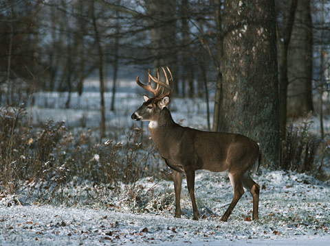 FishWildlifeON's tweet photo. Deer seasons in many areas of Ontario continue into December. Make sure you #HuntSafeON!
• Dress according to weather conditions
• Tell someone where you are and when you’ll be back
• Carry a map and compass or GPS unit (and know how to use them)
https://t.co/rDBZTT9EQV https://t.co/OUAOclXkOA