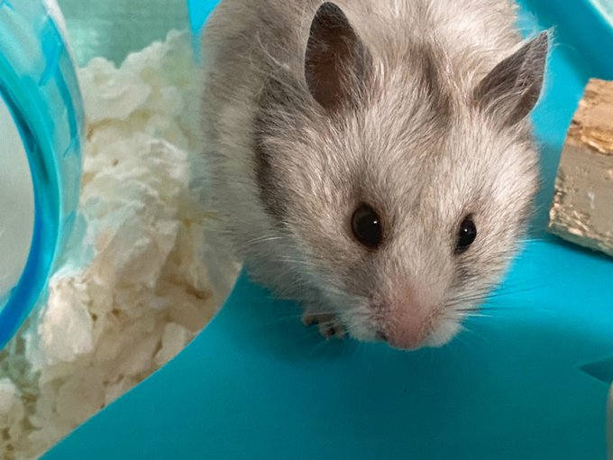 長毛ハムスターしらたまちゃんのtwitterイラスト検索結果