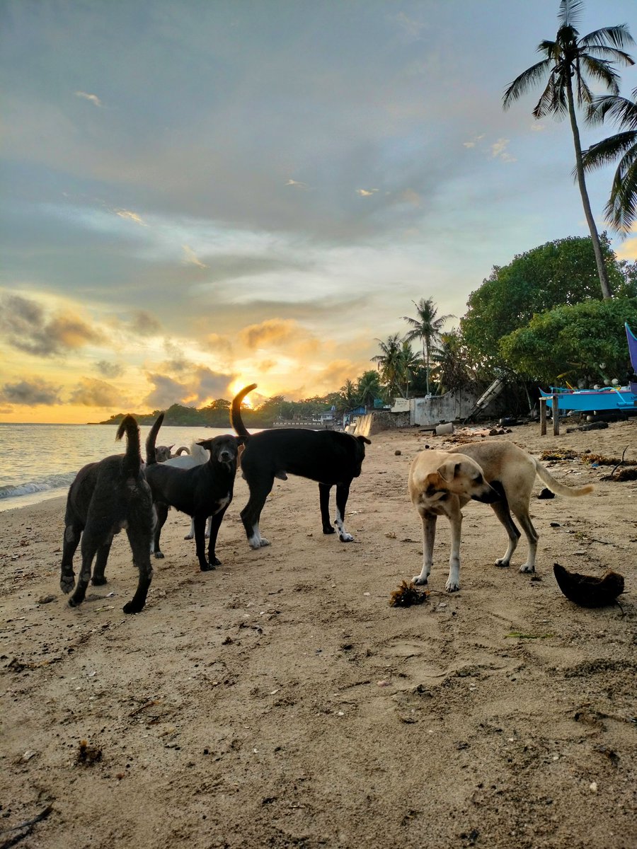PonceLharz's tweet photo. Guardians of the $BEACH 😊🥰 @fhares34 @RoseMonleon1 @Jaijaikho @ElmaColiao @LorenaMaglasang @xanneybae @ManatadLetty @Keith011990 https://t.co/CPao44fpZM