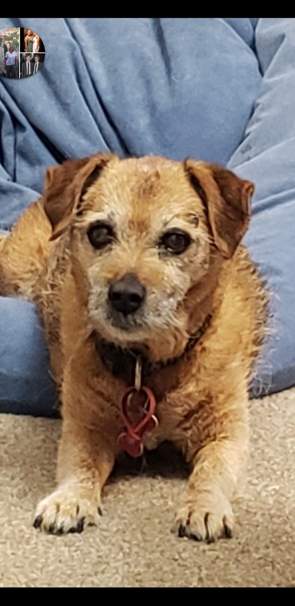RPhilpot3's tweet photo. @DillonLandi Rosie and I are sorry for your loss. https://t.co/zbcGcCw3bW