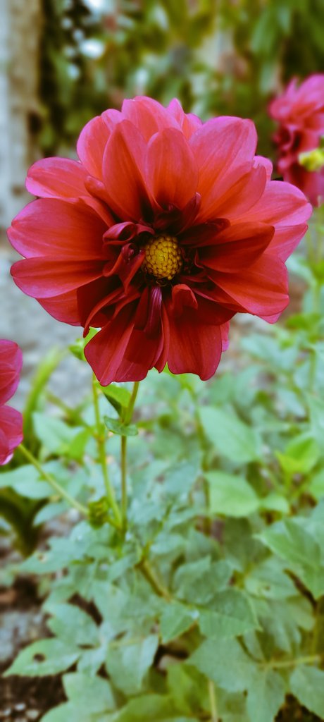RBuds_'s tweet photo. Beauty is all around you.
#Saturdayflower https://t.co/Qd7dPrM8yA
