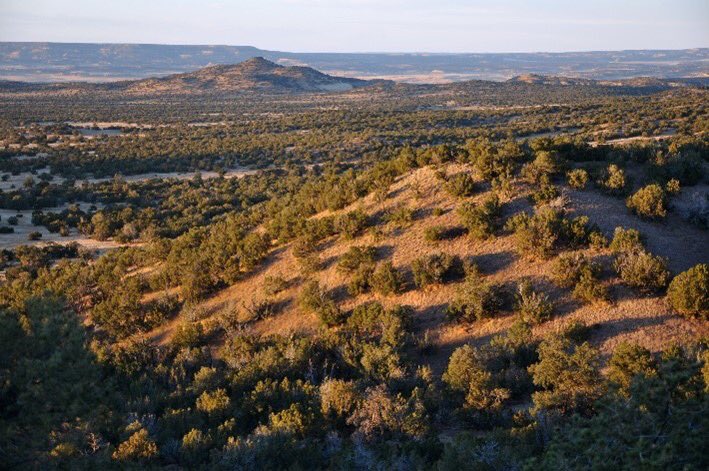 BLMNewMexico's tweet photo. On the first day of BLM, Seymour gave to me: A finch in a juniper tree! BLM offices are selling Christmas tree permits for harvest of piรฑon and juniper for $5 through 12/23. Get a permit at https://t.co/Cm1JBcwdh4. More information at: https://t.co/jSajOBIvBr ย #12DaysofBLM https://t.co/ZovqPM7tMq