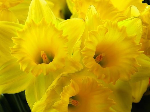 create #haiku @#TheDailyHaiku 
Daily Theme: FEELINGS 
Weekly: FABLES 
Season Word: QUILT
Weekend Haiga inspired by flowers @ facebook.com/groups/THEDAIL…
#WritingCommunity #writing #poetry #micropoetry <a href="/StanPhillips20/">Stan Phillips</a> <a href="/stonecatstudio1/">stonecatstudio</a> <a href="/BediMona/">Mona Bedi</a> <a href="/AmitaPaulIAS/">Amita Paul IAS</a> <a href="/HaikuHare/">Haiku Hare (offline, writing…)</a> <a href="/BikuWandering/">Wandering Biku. Caught between Jung and The Buddha</a>