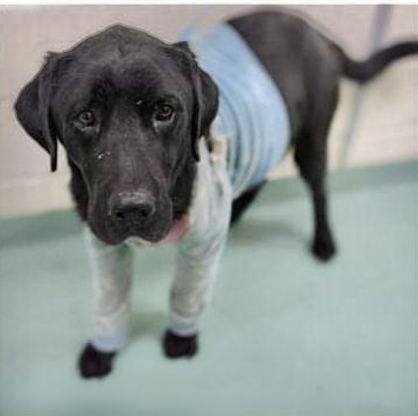 reddogsusie's tweet photo. #TN #MEMPHIS
🆘🆘CODE RED Pajamas 8yr 6mo boy MALNOURISHED WITH DISTENDED ABDOMEN &amp; GRADE 2 HEART MURMUR This poor guy is very thin &amp; in poor condition badly in need of vet care &amp; #RESCUE Pls #PLEDGE #FOSTER Help get him out of here🙏🏻 #MASA9862
https://t.co/jppKdBVQDM https://t.co/KSlYkGwXKX