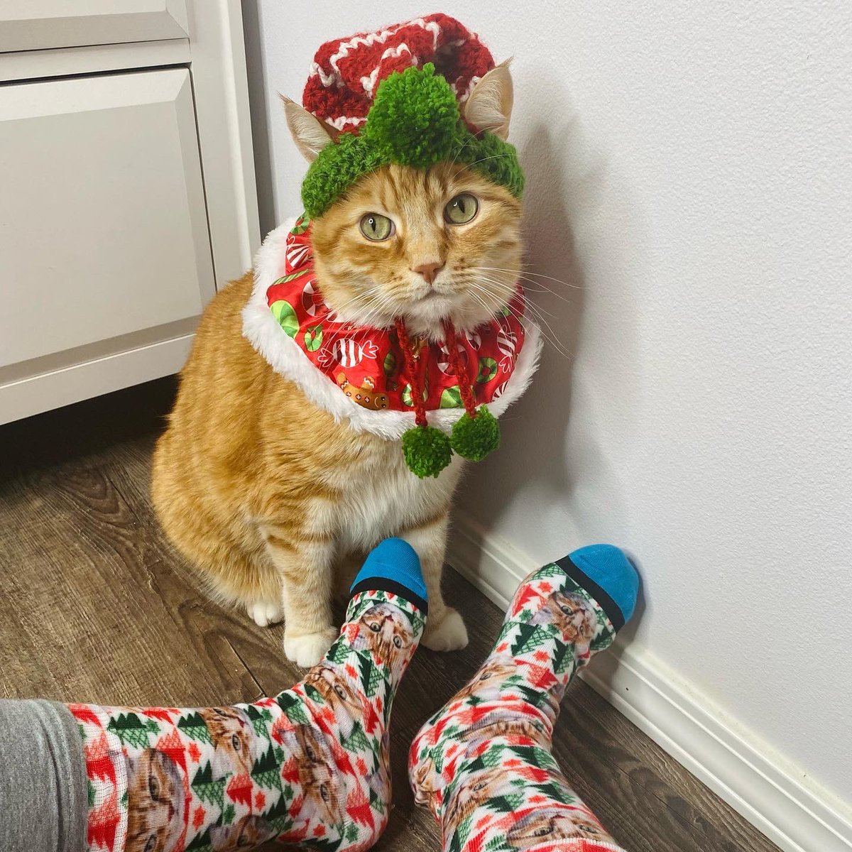 CrazedRayRay's tweet photo. Guys, today is the very last day to order custom socks from @DivvyUpSocks for Christmas delivery! You can order any pet, human or wording on your sock of choice and they make the perfect holiday gift! https://t.co/Kiq5P4vCdh #divvyup https://t.co/94EbRoueny