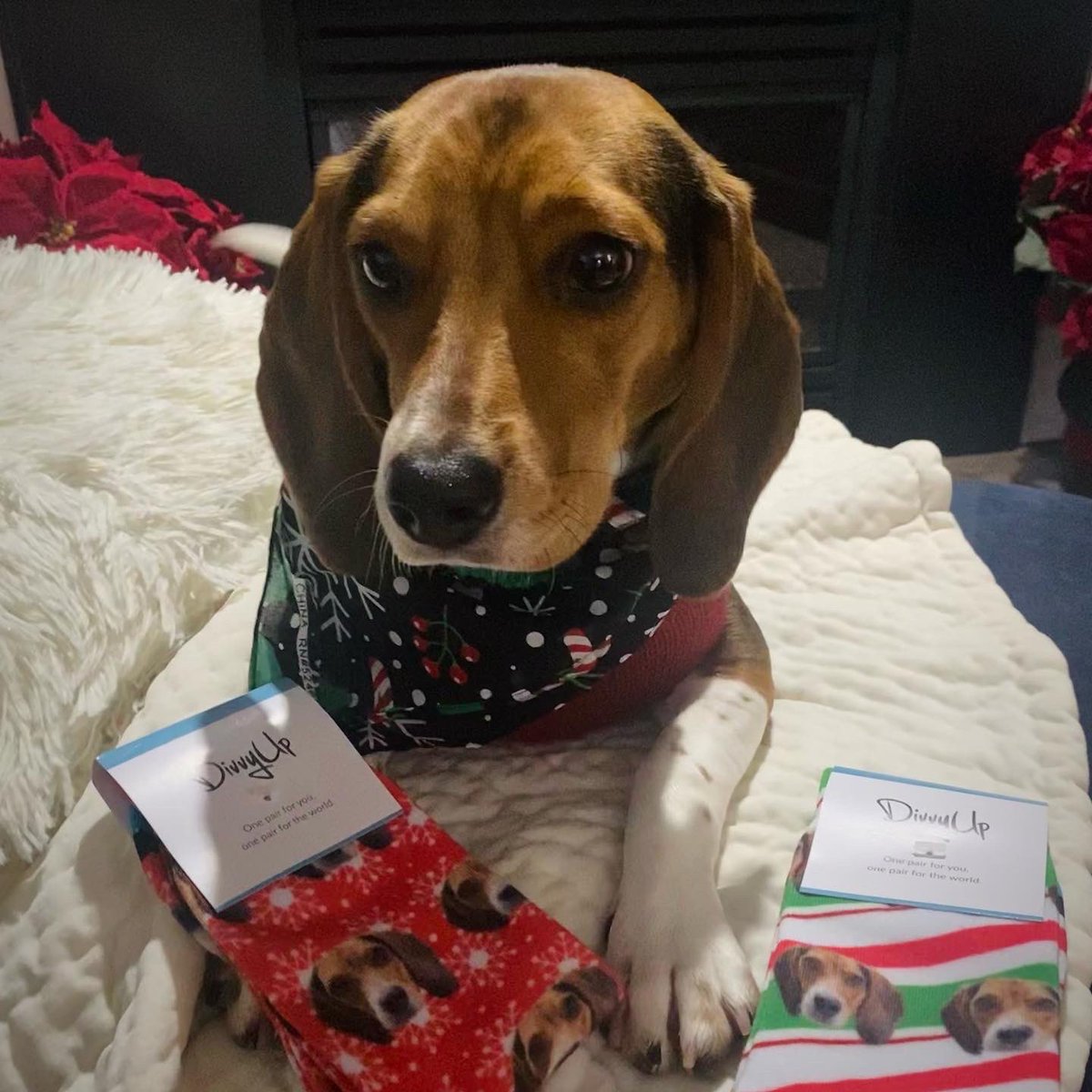 CrazedRayRay's tweet photo. Guys, today is the very last day to order custom socks from @DivvyUpSocks for Christmas delivery! You can order any pet, human or wording on your sock of choice and they make the perfect holiday gift! https://t.co/Kiq5P4vCdh #divvyup https://t.co/94EbRoueny