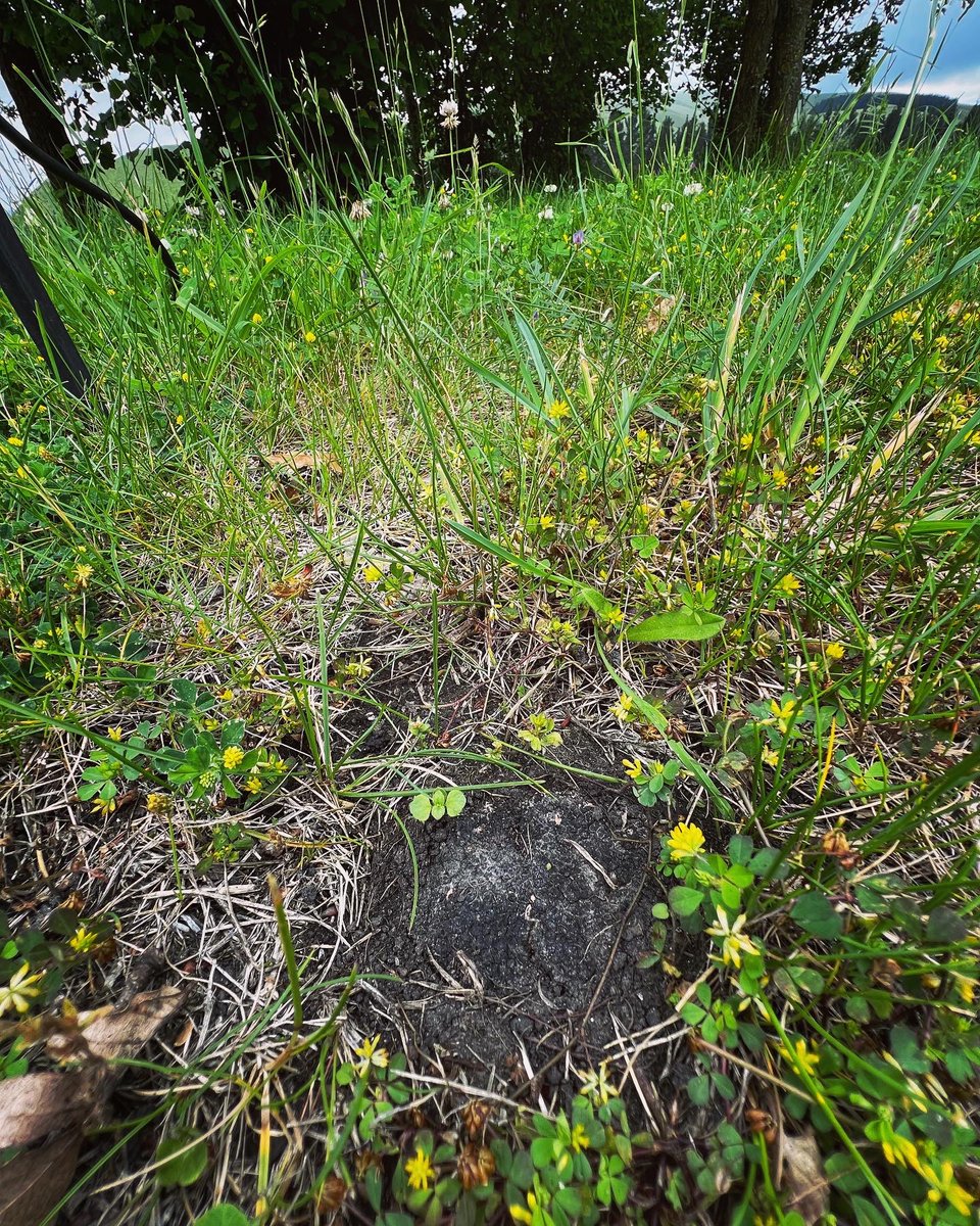 They're making their presence felt. Summer truffle season will start in the early New Year. #burgundytruffle #summertruffle #tuberaestivum
