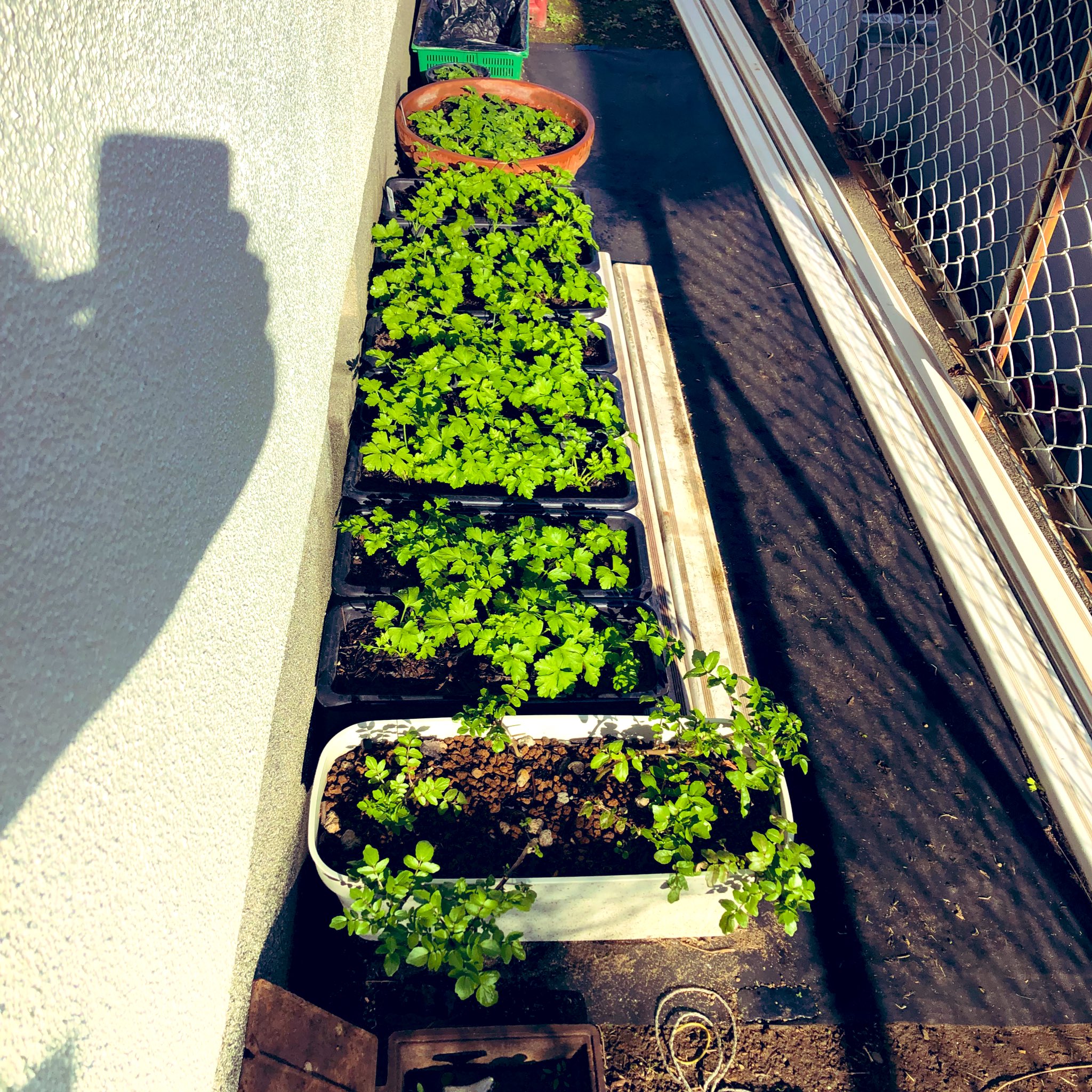 シャケ 育てる喜び 家庭菜園 家の裏 日陰エリアに陽を浴びて 主の影が映り込む の巻 クレソン イタリアンパセリ 三つ葉 今日もお仕事行かなきゃ さて 生きよう T Co 61uzrok6mg Twitter