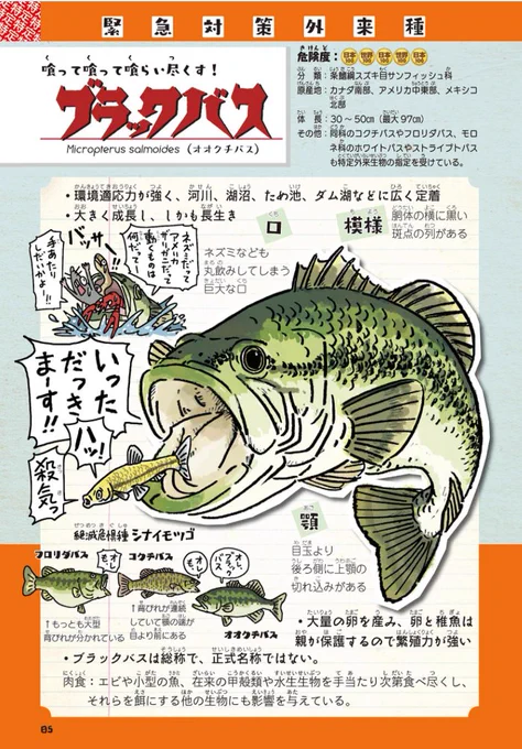 オオクチバスやコクチバスの生きたまま運搬・密放流などの犯罪行為をしている人がまだいるらしいので、拙著 

#外来いきもの図鑑 
https://t.co/jVIOXifx1o

より、ブラックバスを抜粋。ちなみにブラックバスは総称で、正式名称ではありません。 