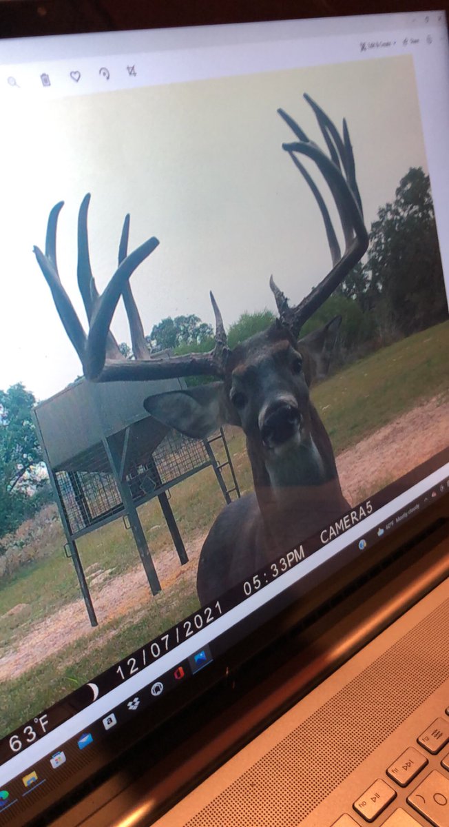 cooper_dillard's tweet photo. I got a few Blackbuck and whitetail up for grabs! Pm me if interested. not all whitetail and backbuck are pictured below. https://t.co/ZZ1al4CnLa