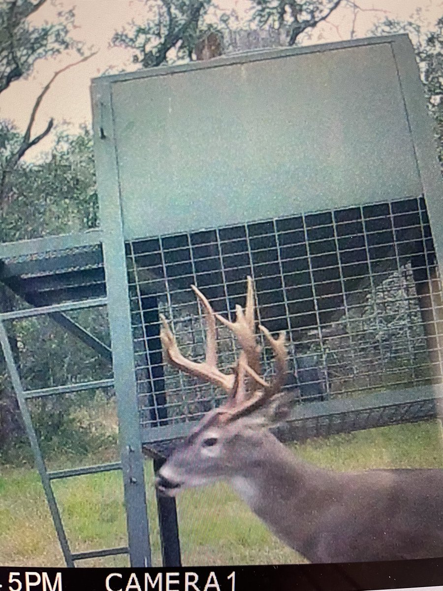 cooper_dillard's tweet photo. I got a few Blackbuck and whitetail up for grabs! Pm me if interested. not all whitetail and backbuck are pictured below. https://t.co/ZZ1al4CnLa