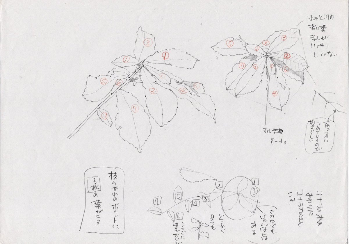 イラストを描く時は、そこに登場する小物や植物を先にスケッチして少しでも理解を深めてから描くようにしています。 