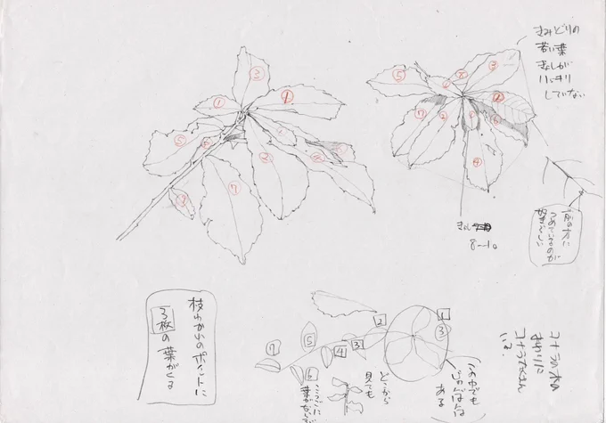 イラストを描く時は、そこに登場する小物や植物を先にスケッチして少しでも理解を深めてから描くようにしています。 