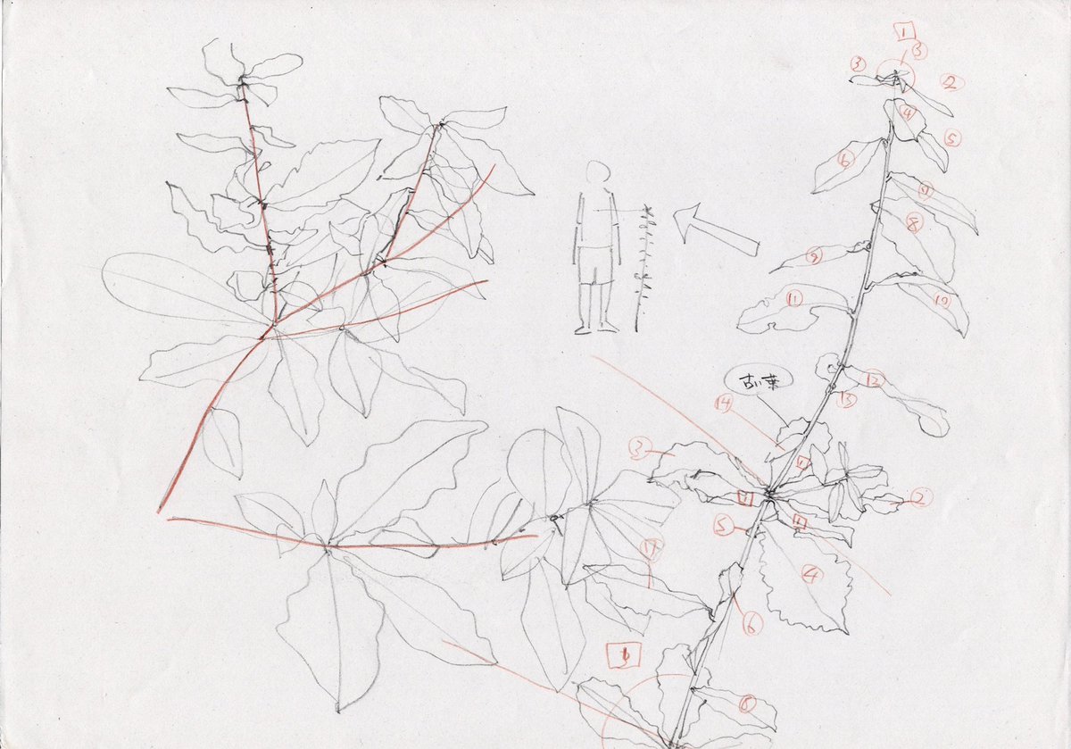 イラストを描く時は、そこに登場する小物や植物を先にスケッチして少しでも理解を深めてから描くようにしています。 