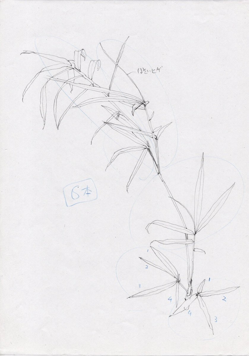 イラストを描く時は、そこに登場する小物や植物を先にスケッチして少しでも理解を深めてから描くようにしています。 