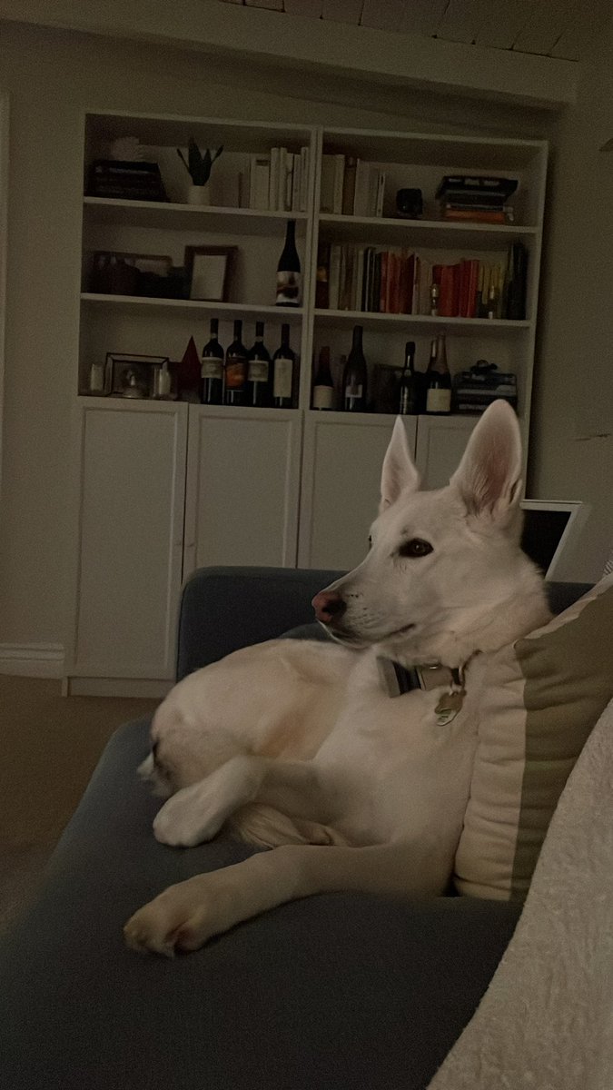 David_Toper's tweet photo. @lvertiz Frankie would like to know more https://t.co/stzHMhvIyF