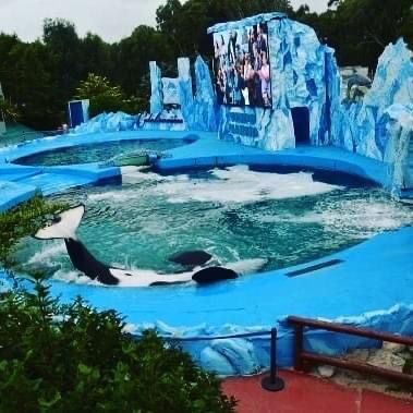 Qué más te hace falta para darte cuenta que los animales NO SON COSAS, NI RECURSOS PARA GANAR DINERO? 
Nos sumamos a reclamar por estos animales explotados acá, Pcia de Bs As!
●Animales esclavizados en Mundo Marino
• Orca 1
• Delfines 8
• Lobos 2 pelos 6
• Lobos 1 pelo 24