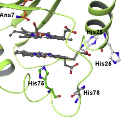 ATUM (@atum_bio) on Twitter photo Tuberculosis results in 1.5M deaths/yr globally. Mycobacterium tuberculosis has a unique heme oxygenase MhuD, attractive drug target. <a href="/SLU_Official/">Saint Louis University</a> map out MhuD structure-function relationship to support drug development. MhuD produced from ATUM_bio genes sciencedirect.com/science/articl…! Tuberculosis results in 1.5M deaths/yr globally. Mycobacterium tuberculosis has a unique heme oxygenase MhuD, attractive drug target. <a href="/SLU_Official/">Saint Louis University</a> map out MhuD structure-function relationship to support drug development. MhuD produced from ATUM_bio genes sciencedirect.com/science/articl…!