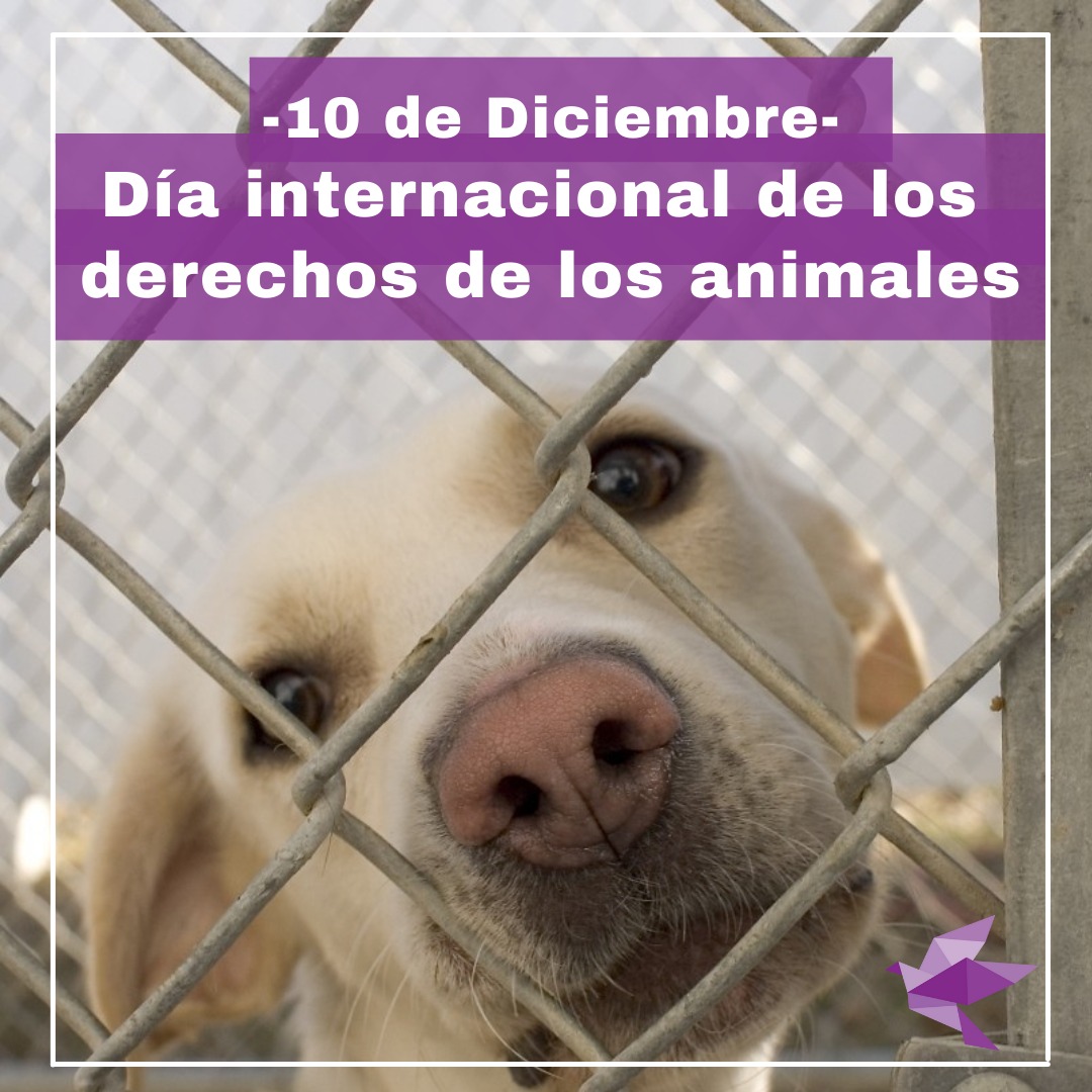 aluisaorg's tweet photo. 👉Luchamos por sus derechos, para que estén protegidos por la ley, lejos de los malos tratos y sometimientos. 🙏 https://t.co/qgTJvsqbdQ