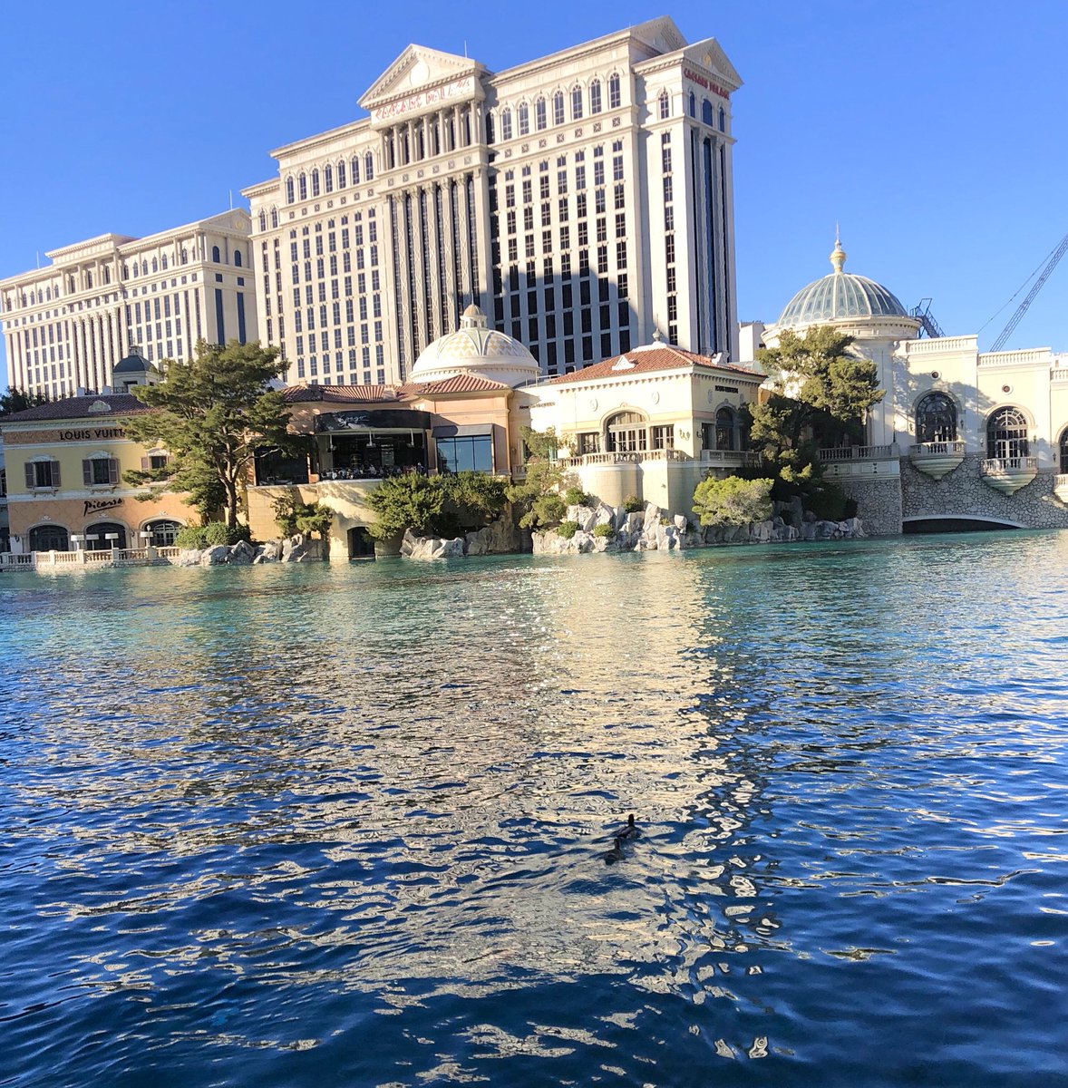 goodcat's tweet photo. Ducks swimming in @Bellagio fountain. No fish, just chips! https://t.co/yLl4Vu89jP