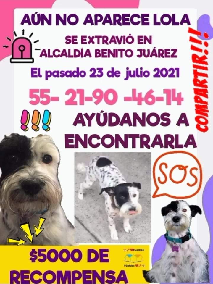 Adriana Niño de Rivera 🇺🇦🕊️☮️💙💛 (@pildorin) on Twitter photo #10deDiciembre <a href="/marthapauescob2/">marthapauescobedo@gmail.com</a> <a href="/veronicaEM1502/">Veronica Escobedo</a> siguen buscando a Lola. No pierden la esperanza de encontrarla. Ayúdenme con RT 🙏 #perritaextraviada #10deDiciembre <a href="/marthapauescob2/">marthapauescobedo@gmail.com</a> <a href="/veronicaEM1502/">Veronica Escobedo</a> siguen buscando a Lola. No pierden la esperanza de encontrarla. Ayúdenme con RT 🙏 #perritaextraviada