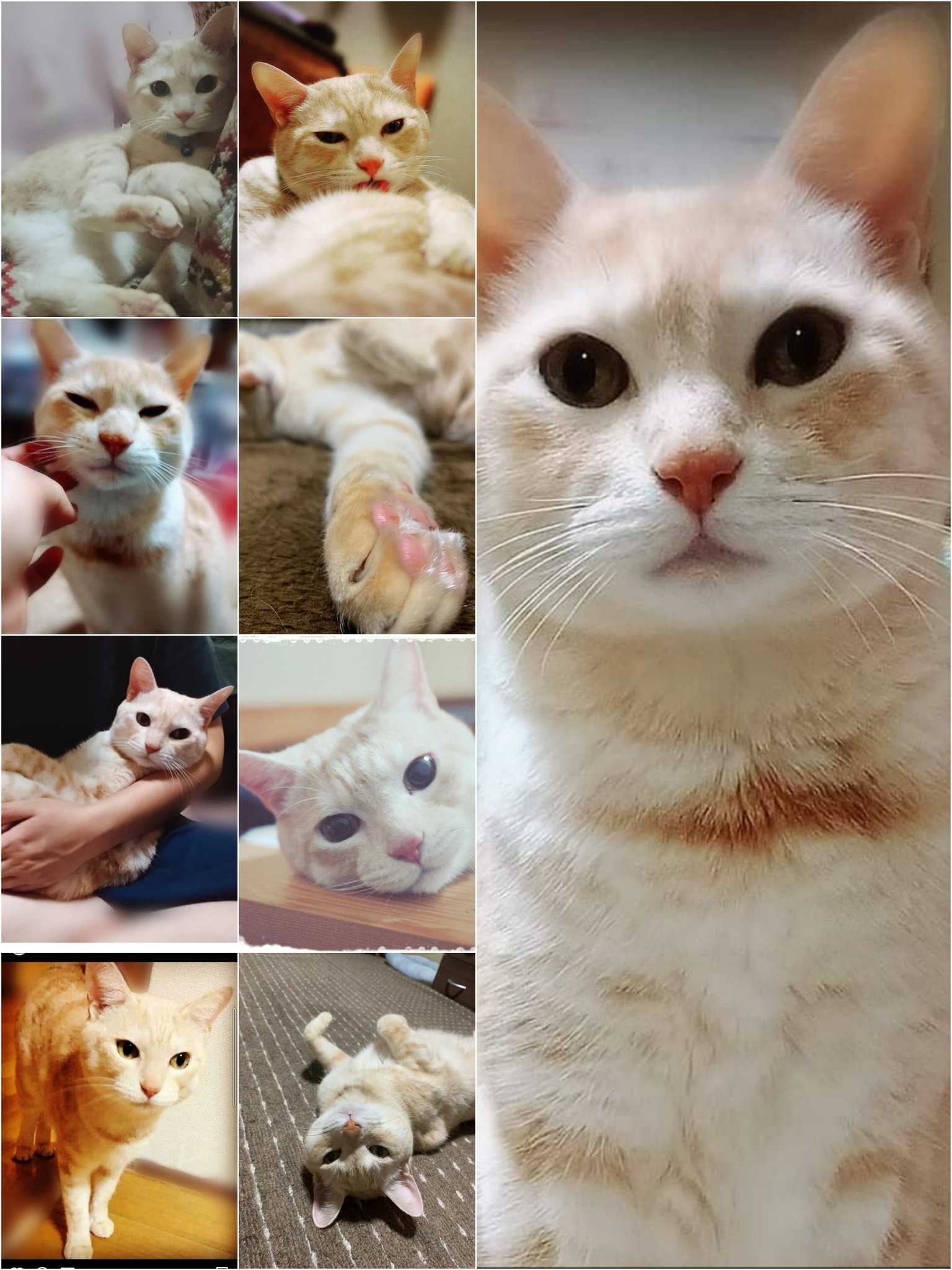 猫のてん Momo Twitter