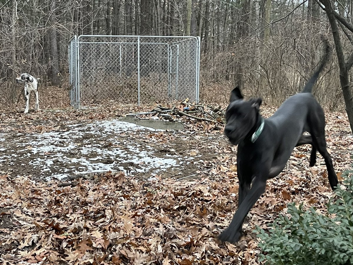 Hanker_Doo's tweet photo. I’ve been going through some stuff, lots of meds, weight loss, gross skin, lots of baths, and mom cramming me with foods (that part is ok 🤤). I’m feeling better and today ran around with brother Stan, and played fetch with sticks! #DogsofTwittter https://t.co/25gTraWLvY