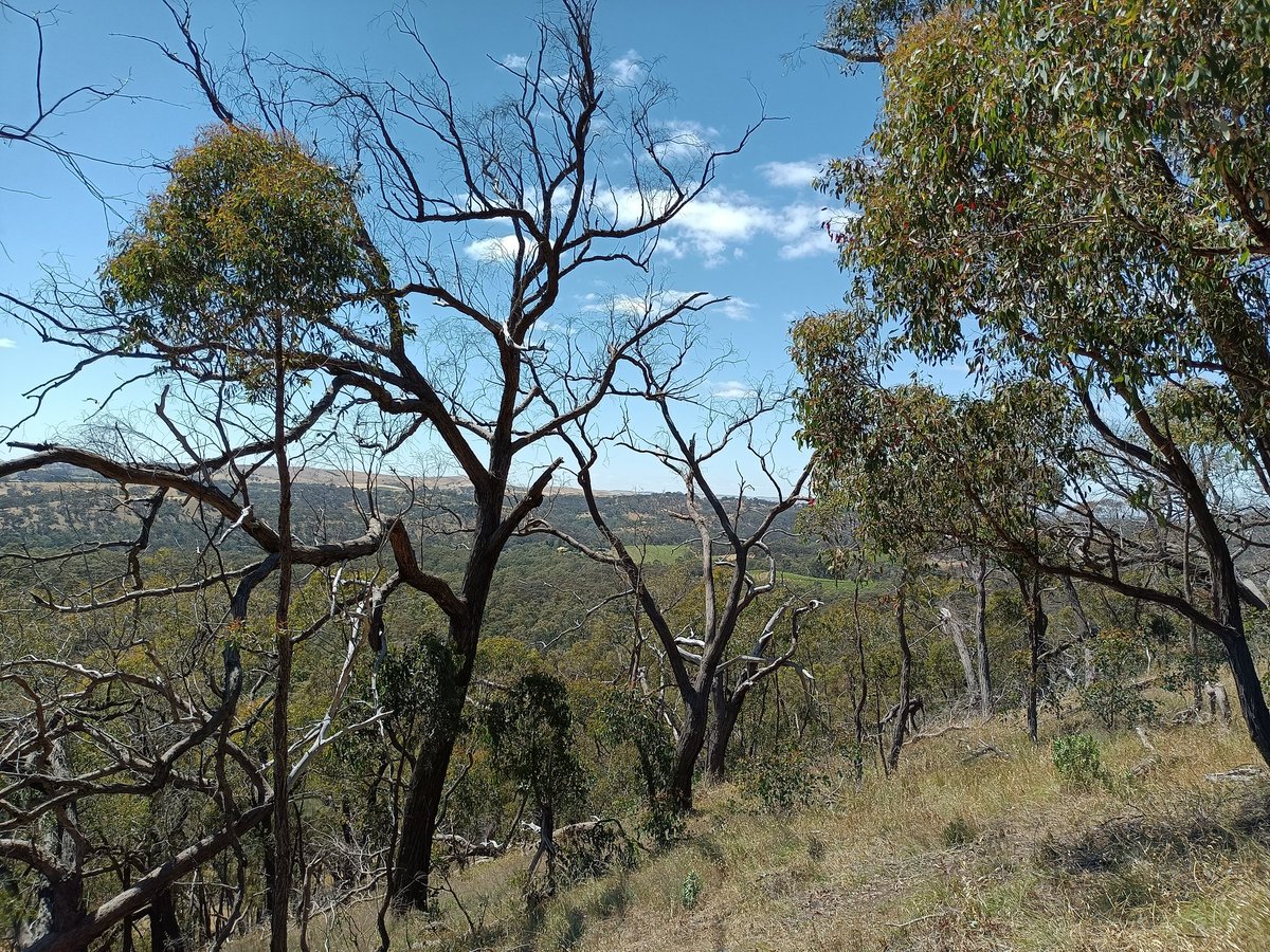 GunnarKeppel's tweet photo. The results were bittersweet this time. A lot of #dieback but also a couple of pockets in valleys and southeastern slopes where red #stringybark was doing OK.. https://t.co/yIgaczZJSL
