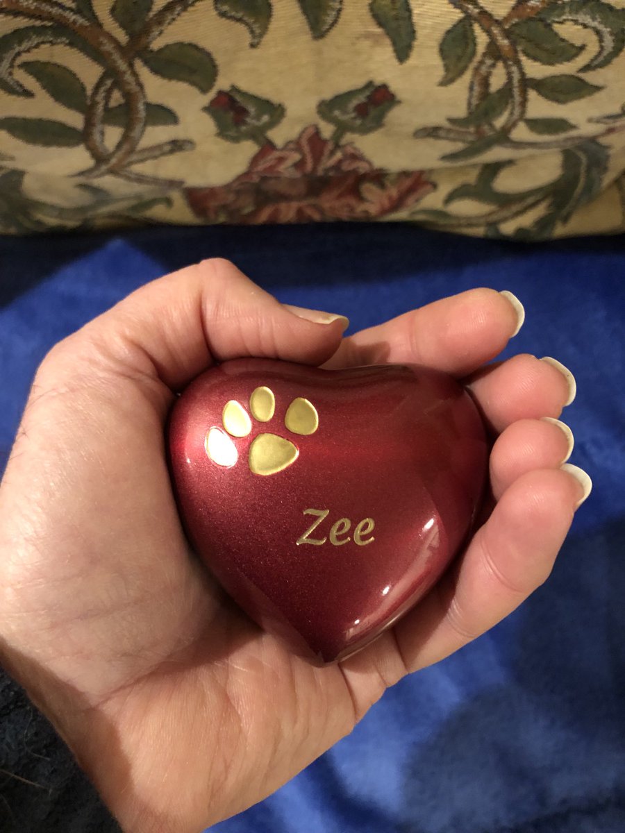 growingupzee's tweet image. In my heart forever.  #CatsOfTwitter #love