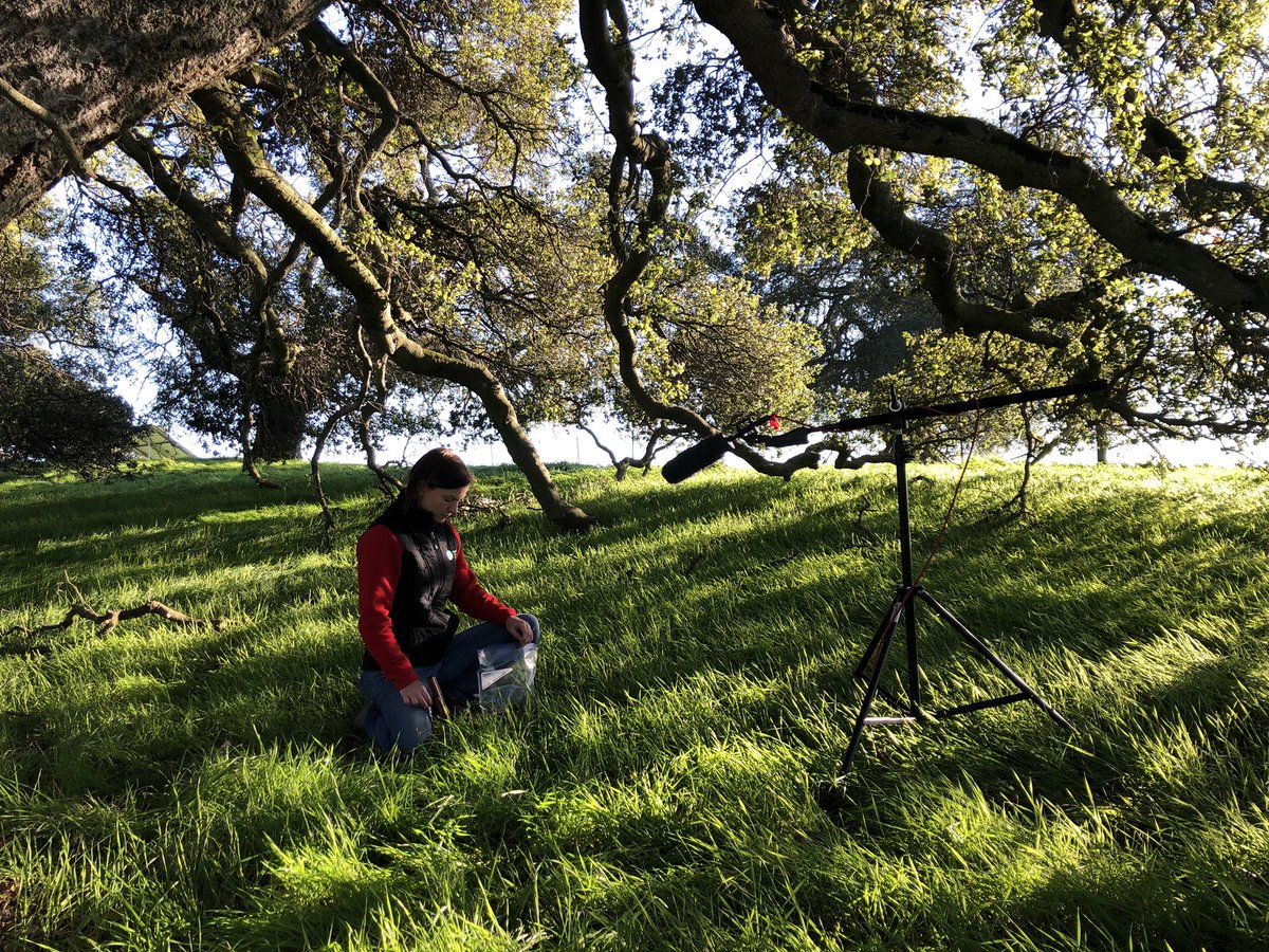 cjcarey13's tweet photo. Excited to share a video about our @WCSAdapts #inoculant-supported #restoration project soon! It’s a mixture of “why do we care” and “how do you do it”. #mycorrhizas #riparian #climatesmartconservation @PointBlueConSci @KristenDybala https://t.co/iqWaybeg8T