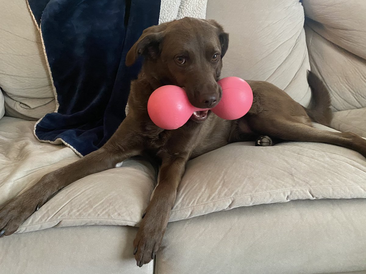 Grace McDowell (Ramey) (@grameyphoto) on Twitter photo <a href="/WarrenLost/">Warren County Kentucky Lost and Found Pets</a> my Holly girl ran off when we went outside to look at the tornado damage. I live off Moss Creek Ave in BG, the neighborhood off Creekwood Ave. Please help me find my baby 🙏 <a href="/WarrenLost/">Warren County Kentucky Lost and Found Pets</a> my Holly girl ran off when we went outside to look at the tornado damage. I live off Moss Creek Ave in BG, the neighborhood off Creekwood Ave. Please help me find my baby 🙏