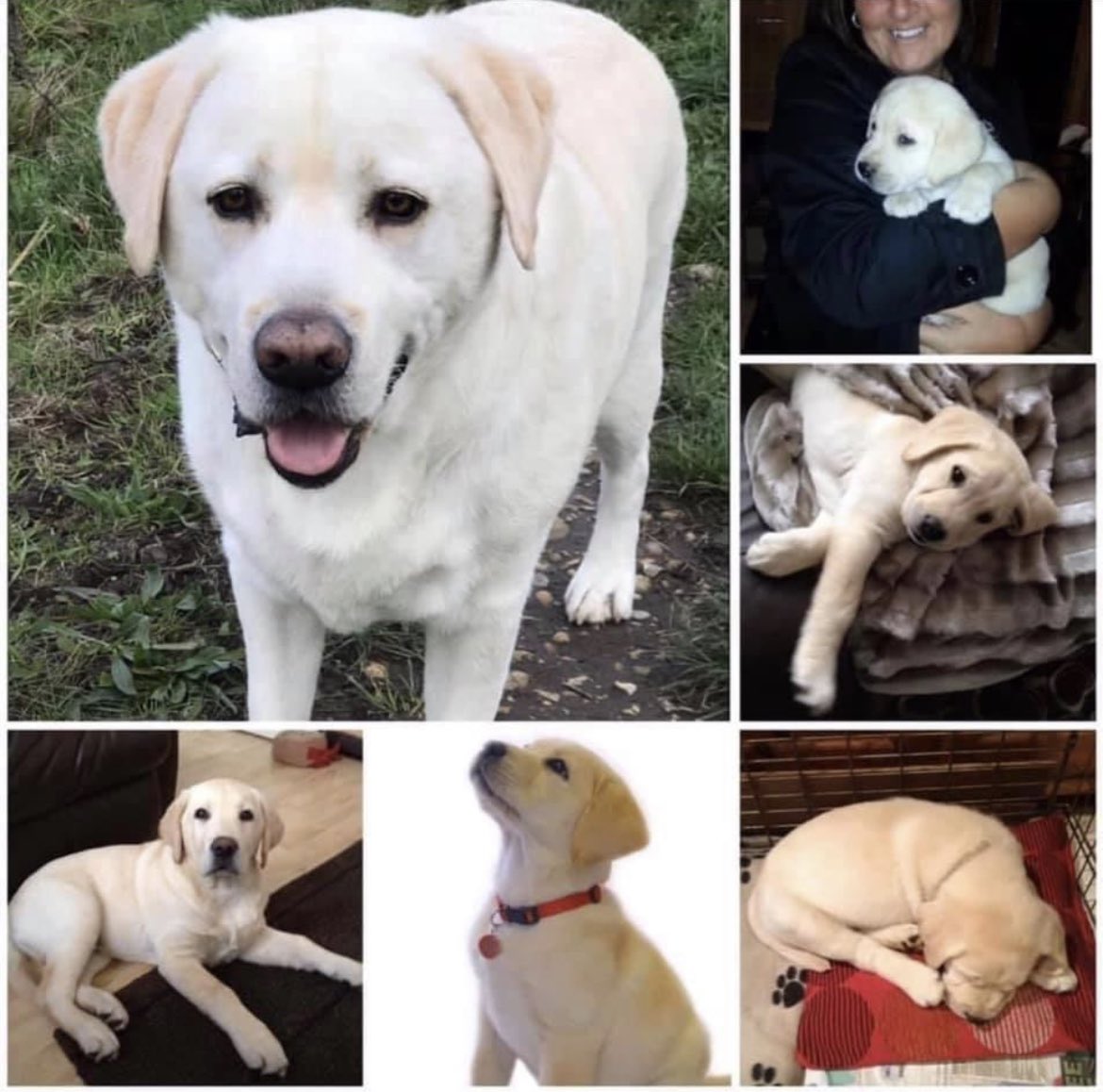 NicNic711's tweet photo. Happy 9th Birthday to Benson and all his siblings #smiler #mudsponge #yellowlab #ourboy https://t.co/seIL1YKsl5