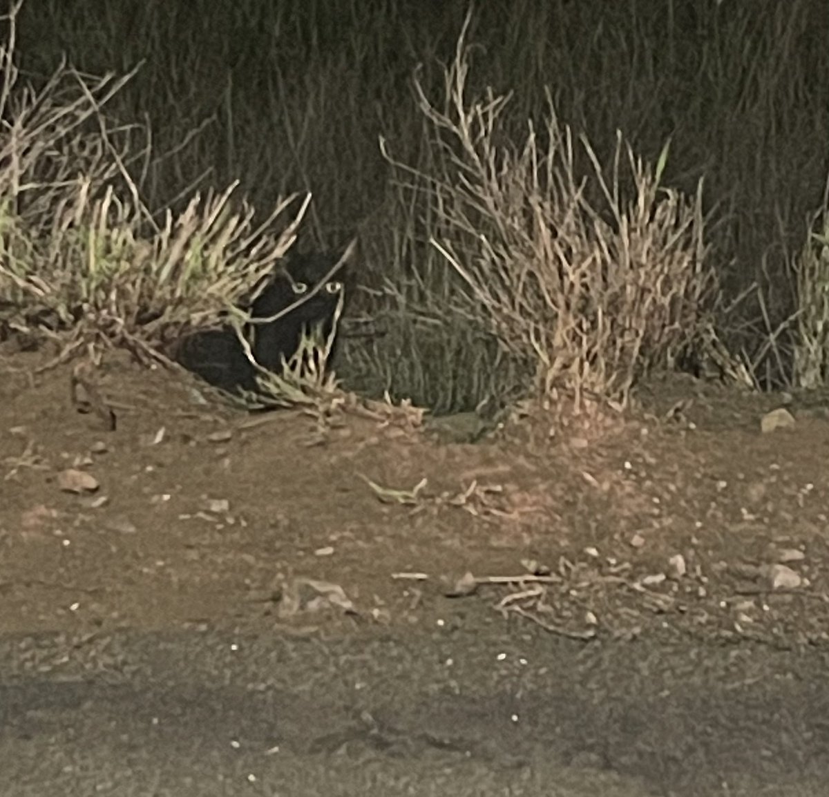 Emma_Stedron's tweet photo. I just thought everyone would want to see the little Hawaiian kitties I’ve ran into while visiting. That’s all 😺😻 https://t.co/Eb6N5QqO8l