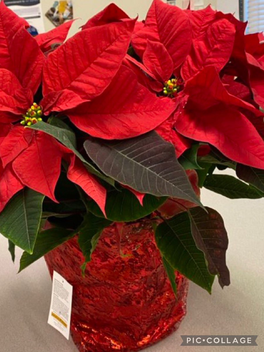 Today, we received this beautiful poinsettia from the board of trustees. As much as these flowers will fill our school with joy it is no comparison to the joy you bring us throughout the school year supporting our students, staff and division. #PembinaTrailsProud
